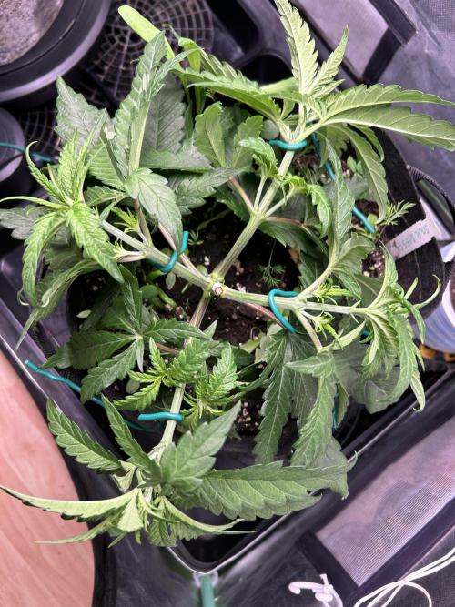 Sour Diesel - RQS & Blue Dream- Humbold. Week 5 - Sour Diesel 