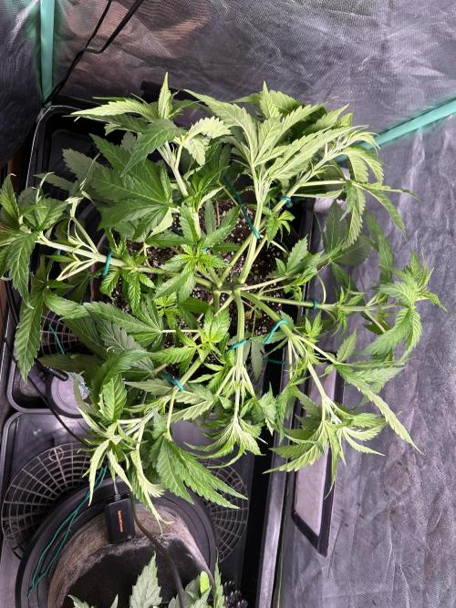 Sour Diesel - RQS & Blue Dream- Humbold. Week 5 - Blue Dream