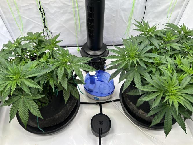 Blue Zuschi- Gnome & Sluricane- In House. Week 5