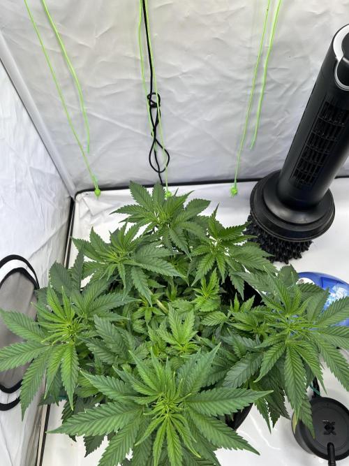 Blue Zuschi- Gnome & Sluricane- In House. Week 5 - Sluricane 