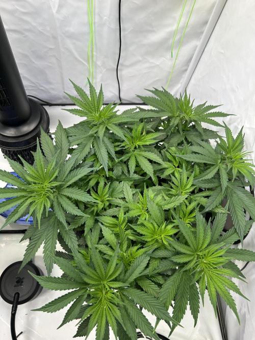 Blue Zuschi- Gnome & Sluricane- In House. Week 5 - Blue Zushi