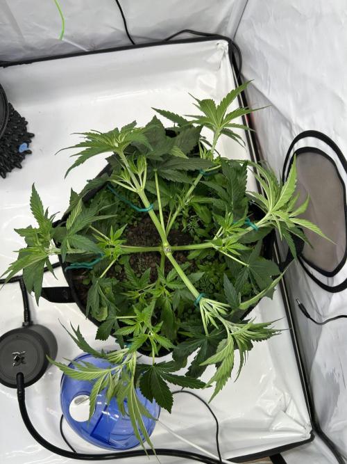 Blue Zuschi- Gnome & Sluricane- In House. Week 5 - Blue Zushi