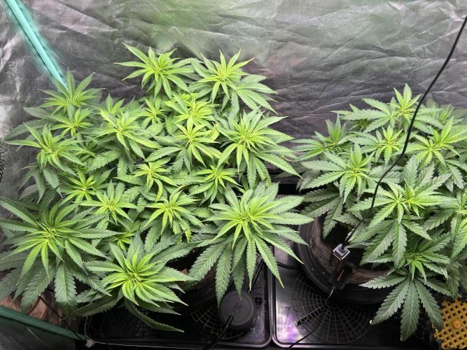 Sour Diesel - RQS & Blue Dream- Humbold. Week 6