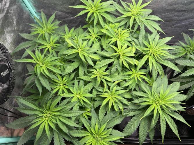 Sour Diesel - RQS & Blue Dream- Humbold. Week 6 - Blue Dream