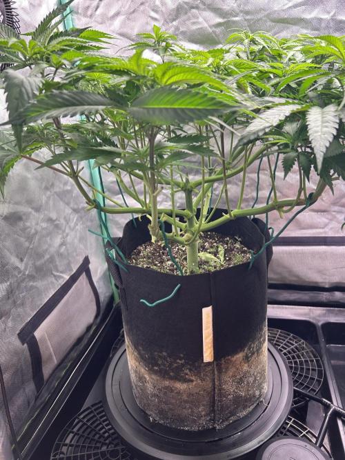 Sour Diesel - RQS & Blue Dream- Humbold. Week 6 - Blue Dream