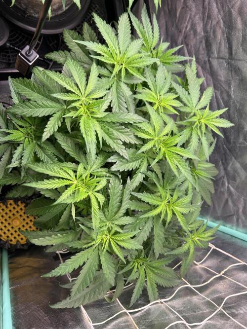 Sour Diesel - RQS & Blue Dream- Humbold. Week 6 - Sour Diesel