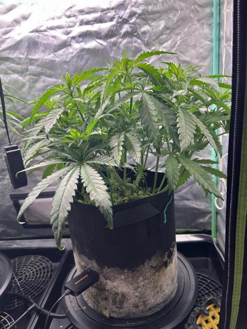 Sour Diesel - RQS & Blue Dream- Humbold. Week 6 - Sour Diesel