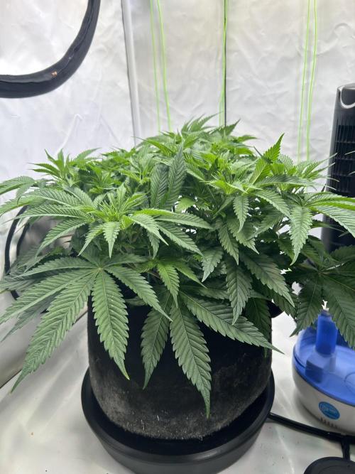 Blue Zuschi- Gnome & Sluricane- In House. Week 6 - Sluricane #7