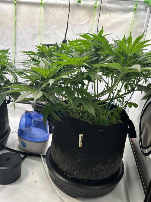 Blue Zuschi- Gnome & Sluricane- In House. Week 6 - Blue Zushi
