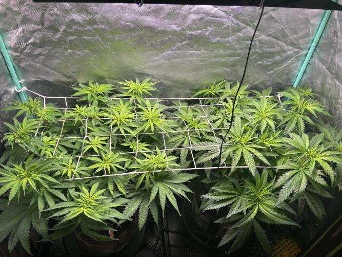 Sour Diesel - RQS & Blue Dream- Humbold. Week 7