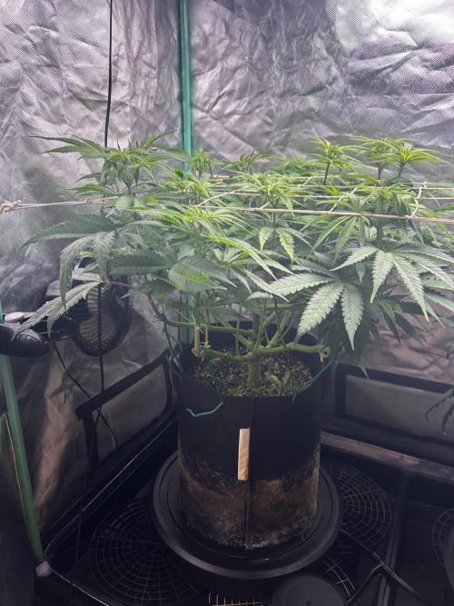 Sour Diesel - RQS & Blue Dream- Humbold. Week 7