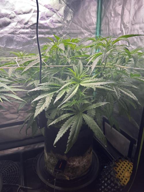 Sour Diesel - RQS & Blue Dream- Humbold. Week 7