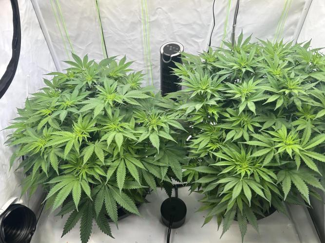 Blue Zuschi- Gnome & Sluricane- In House. Week 7