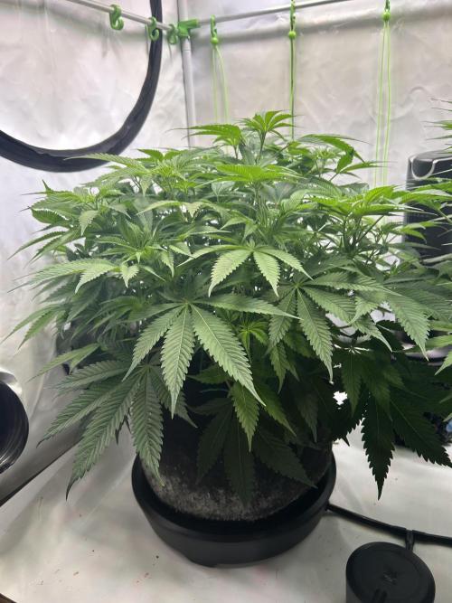 Blue Zuschi- Gnome & Sluricane- In House. Week 7