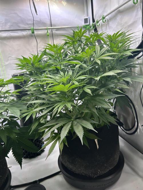 Blue Zuschi- Gnome & Sluricane- In House. Week 7