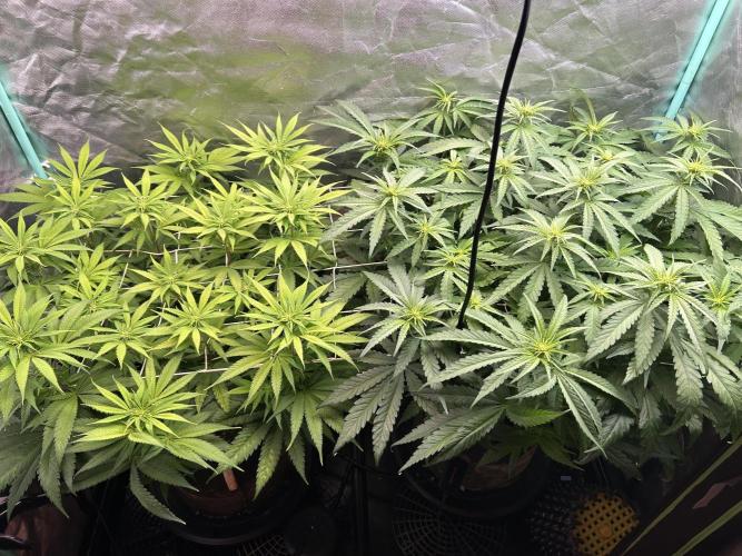 Sour Diesel - RQS & Blue Dream- Humbold. Week 8
