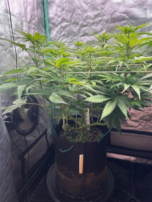 Sour Diesel - RQS & Blue Dream- Humbold. Week 8