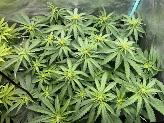 Sour Diesel - RQS & Blue Dream- Humbold. Week 8