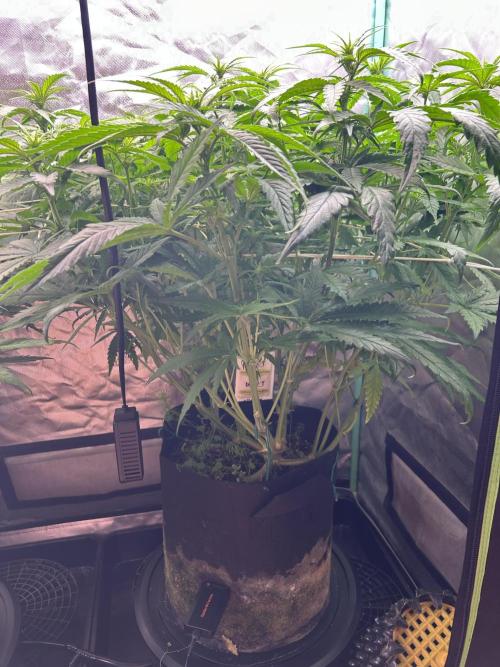 Sour Diesel - RQS & Blue Dream- Humbold. Week 8