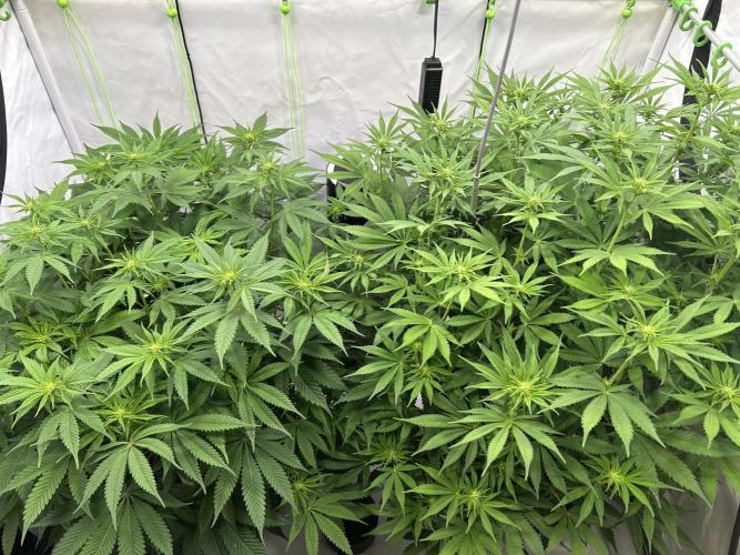 Blue Zuschi- Gnome & Sluricane- In House. Week 8