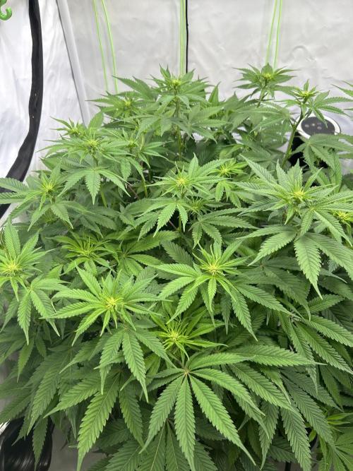 Blue Zuschi- Gnome & Sluricane- In House. Week 8