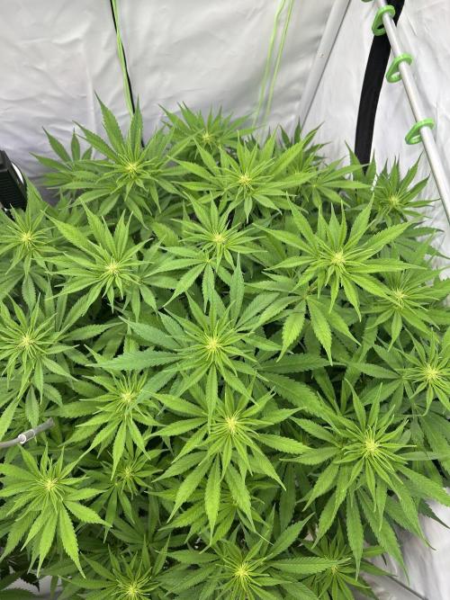 Blue Zuschi- Gnome & Sluricane- In House. Week 8