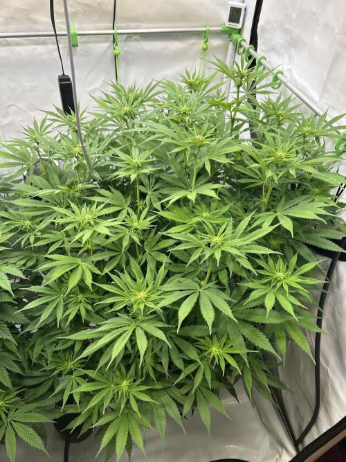Blue Zuschi- Gnome & Sluricane- In House. Week 8