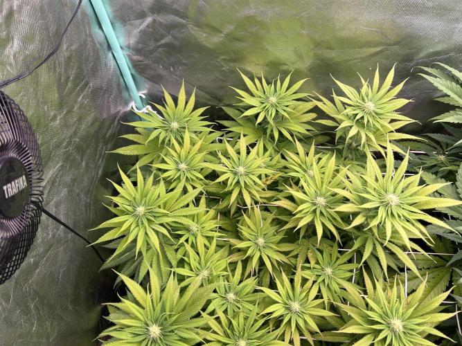 Sour Diesel - RQS & Blue Dream- Humbold. Week 9