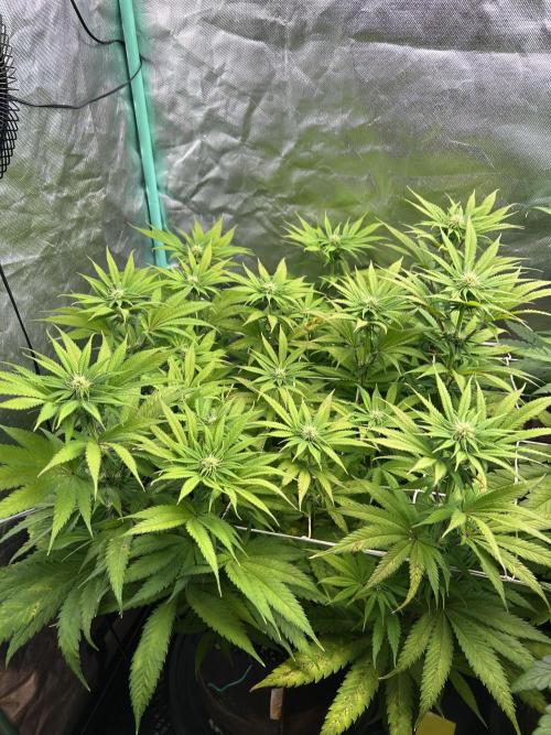 Sour Diesel - RQS & Blue Dream- Humbold. Week 9