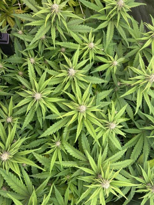 Sour Diesel - RQS & Blue Dream- Humbold. Week 9