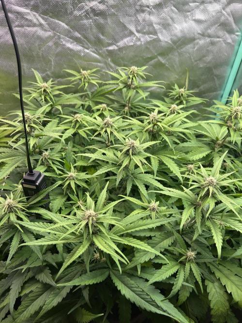 Sour Diesel - RQS & Blue Dream- Humbold. Week 9