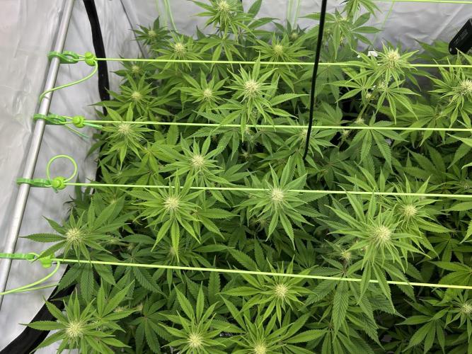 Blue Zuschi- Gnome & Sluricane- In House. Week 9