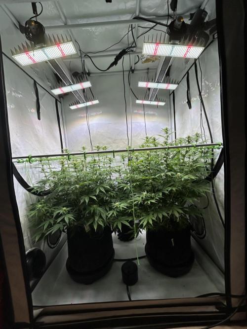 Blue Zuschi- Gnome & Sluricane- In House. Week 9