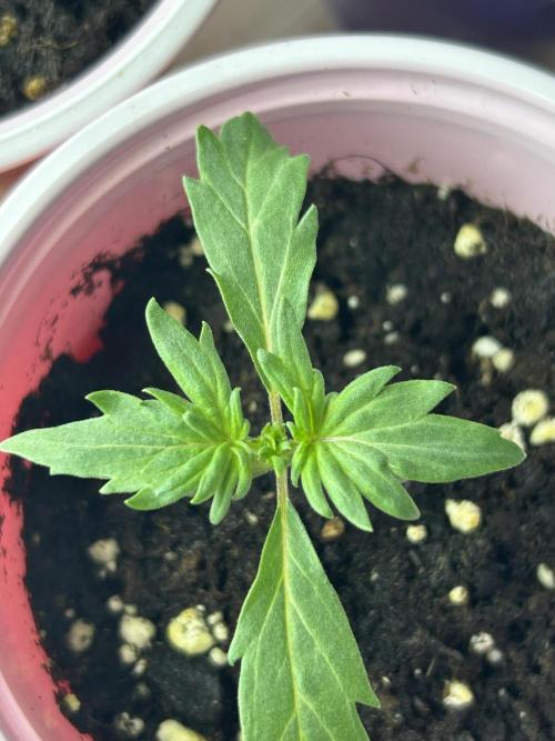Mut-ant. Week 1