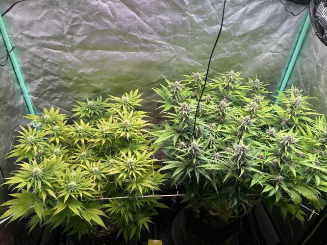 Sour Diesel - RQS & Blue Dream- Humbold. Week 10