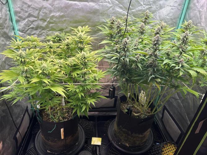 Sour Diesel - RQS & Blue Dream- Humbold. Week 10