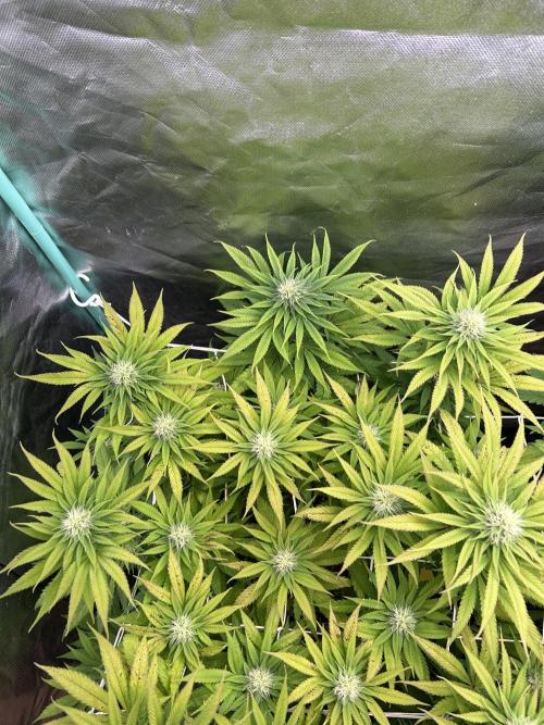 Sour Diesel - RQS & Blue Dream- Humbold. Week 10