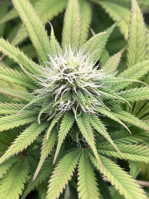 Sour Diesel - RQS & Blue Dream- Humbold. Week 10