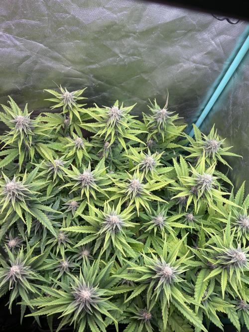 Sour Diesel - RQS & Blue Dream- Humbold. Week 10
