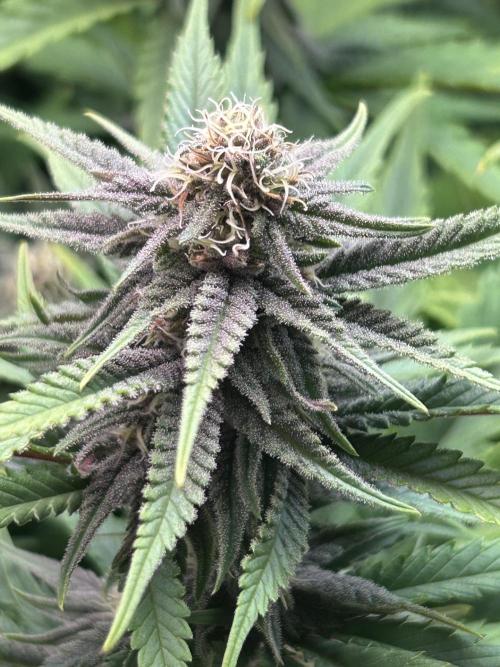 Sour Diesel - RQS & Blue Dream- Humbold. Week 10