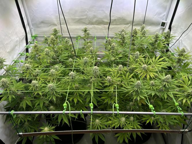 Blue Zuschi- Gnome & Sluricane- In House. Week 10