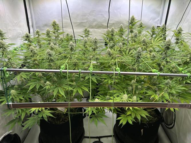 Blue Zuschi- Gnome & Sluricane- In House. Week 10