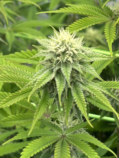 Blue Zuschi- Gnome & Sluricane- In House. Week 10