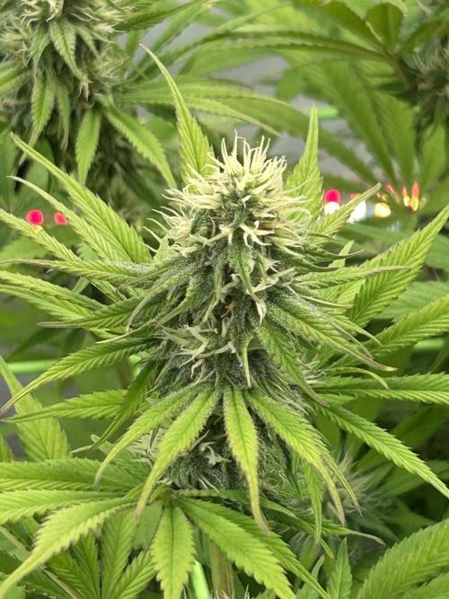 Blue Zuschi- Gnome & Sluricane- In House. Week 10