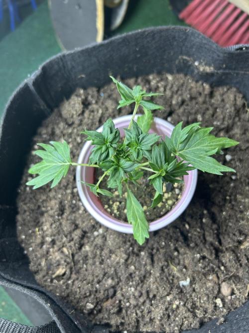 Mut-ant. Week 2