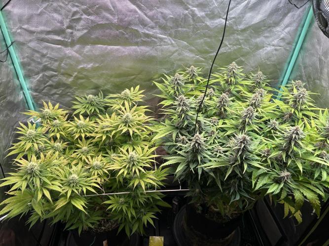Sour Diesel - RQS & Blue Dream- Humbold. Week 11