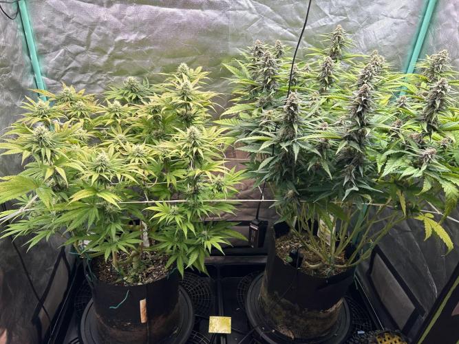 Sour Diesel - RQS & Blue Dream- Humbold. Week 11