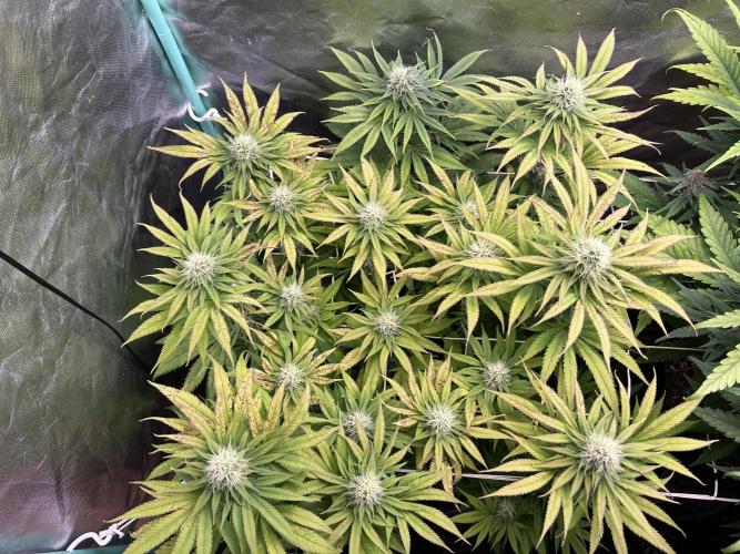 Sour Diesel - RQS & Blue Dream- Humbold. Week 11 - Blue Dream