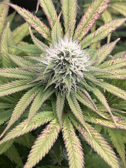 Sour Diesel - RQS & Blue Dream- Humbold. Week 11