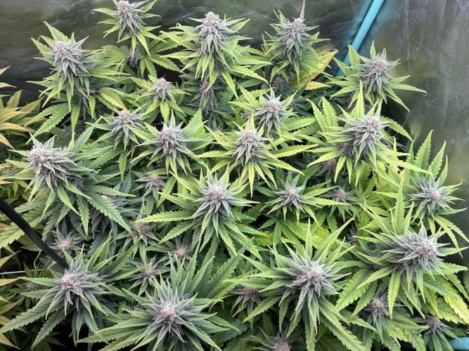 Sour Diesel - RQS & Blue Dream- Humbold. Week 11 - Sour Diesel
